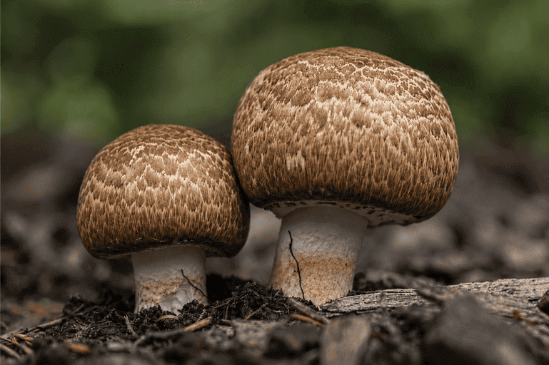 Agaricus • 550mg