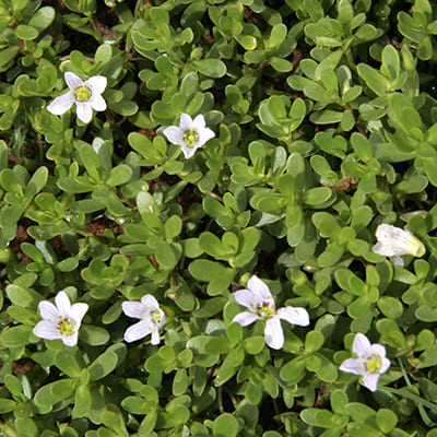 Bacopa  • 100mg
