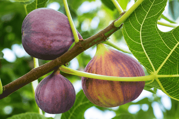 Fermented fig enzymes • 800mg
