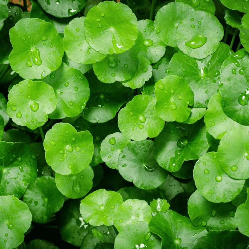 Gotu kola • 100mg