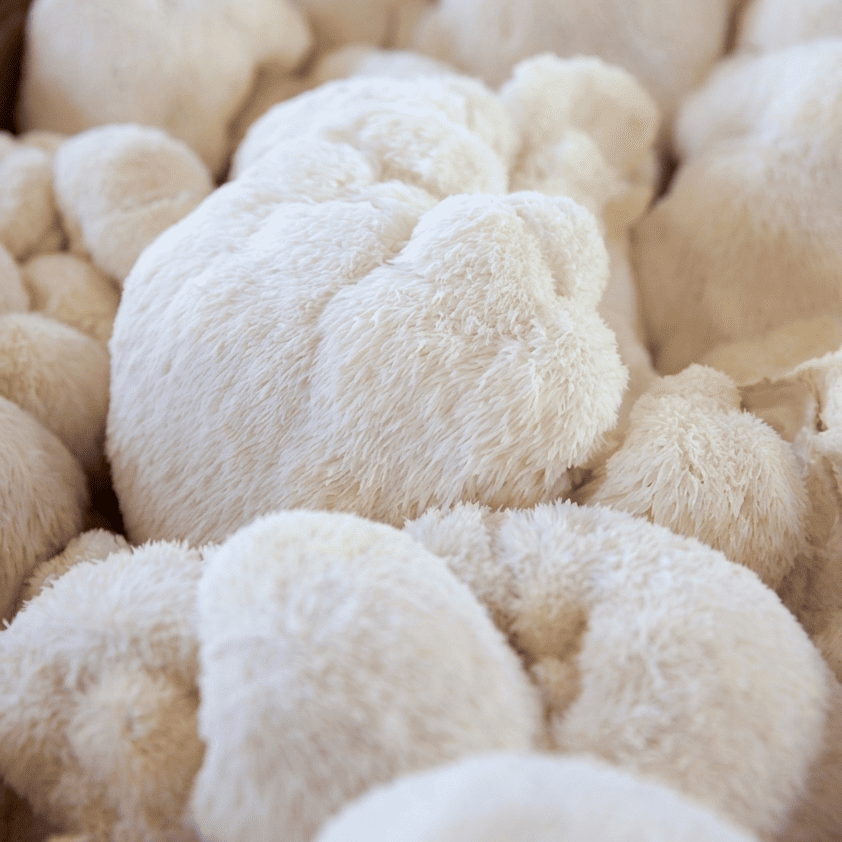 Lion's Mane • 620mg
