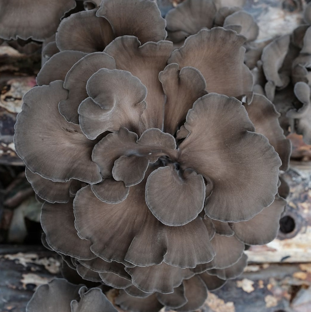 Maitake • 670mg