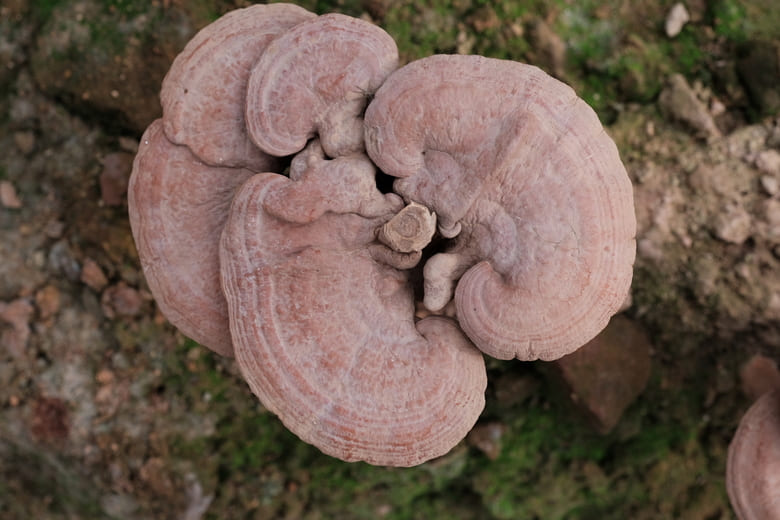 Reishi • 500mg