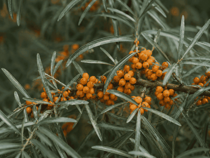 Sea buckthorn  • 300mg